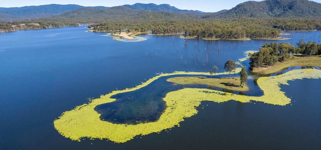 Toxic blue-green algal bloom in water supply.